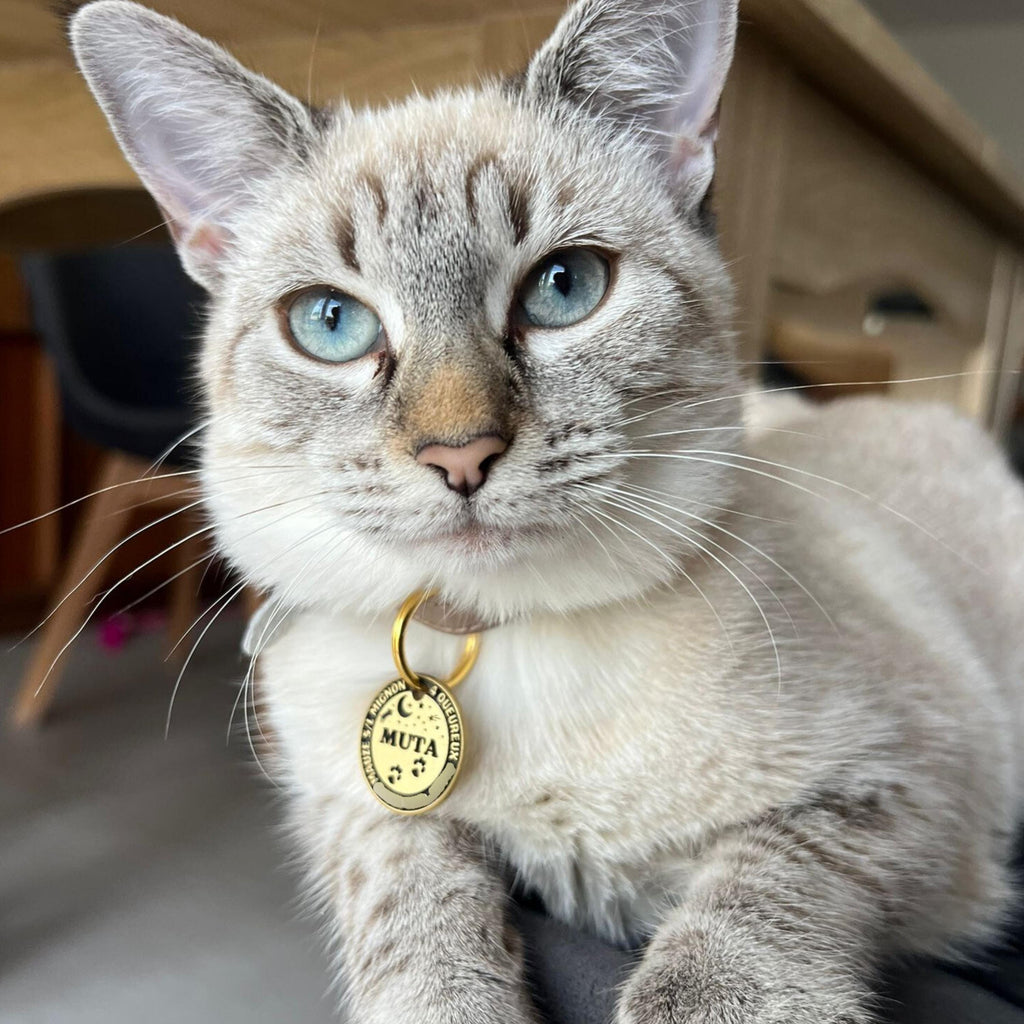 Médaille pour chien et chat personnalisable - En Laiton - Gravure profonde de qualité - Cadeau de noël idéal pour chien et chat